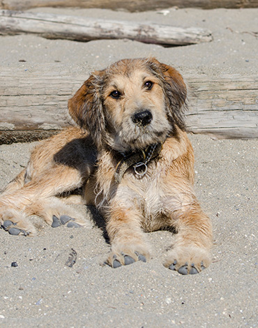 Keep Track Of Your Pets