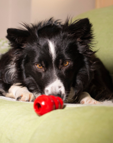 Make Mealtime Fun! Feeders To Stimulate Your Pets