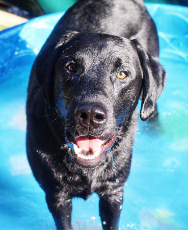 Help Your Pets Beat the Heat