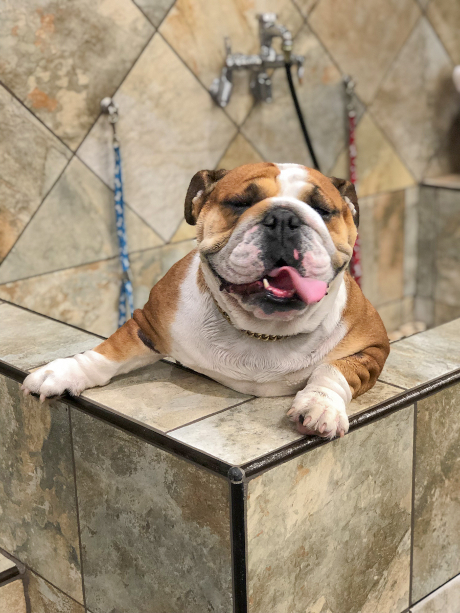 How To Use Our Self-Serve Pet Wash