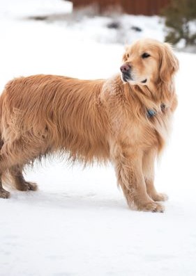 Cold Weather Safety For Pets
