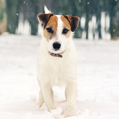 Winter Care Tips for Your Pets