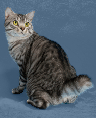 Bobtail shorthair shop