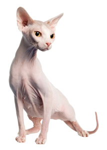 skinny cats with no hair