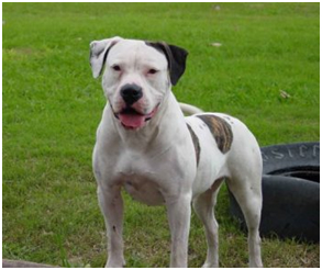 american bulldog puppy care