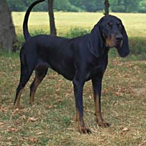 BlackandTanCoonhound 