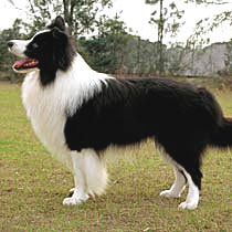 medium coat border collie