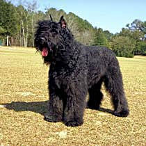 bouvier des flandres