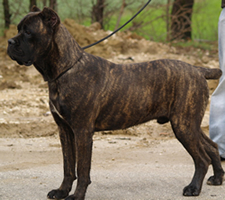 dark brindle cane corso