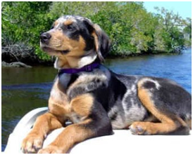 Catahoula leopard dog shed a lot