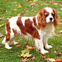 blenheim color cavalier king charles