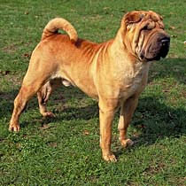 wrinkle hut shar pei