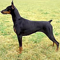 I Love My Doberman Pinscher Dog Bone Magnet – 7” X 2”, Made In USA – Crazy Sticker Guy