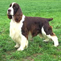 blue gate english springer spaniels