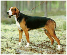 are finnish hound aggressive