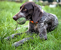 German Shorthaired Pointer Care A Lot Pet Supply