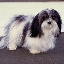 are bones easily digested by a havanese