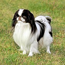 japanese chin colors red & white