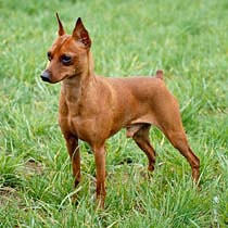 muzzle for miniature pinscher