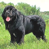 newfoundland coat