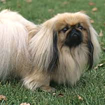 are bones easily digested by a pekingese