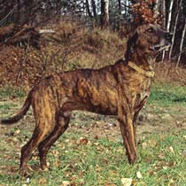 Plott hound sales shedding
