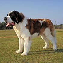 st bernard care