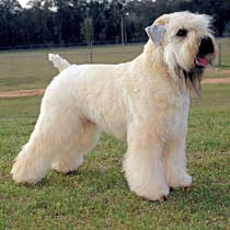 soft cotton wheaten terrier