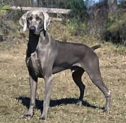 Weimaraner - Care-A-Lot Pet Supply