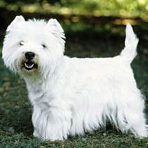 west england terrier