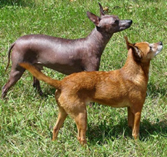 Xoloitzcuintli Care A Lot Pet Supply
