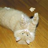 Cat Dancer Original 7027