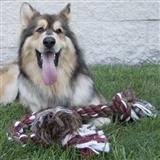 Flossy&#174; Chews 2 Knot Rope Dog Toy I000906b