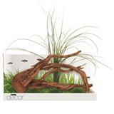 Fluval Decor Mopani With 3 Moss Stones Ornament I006836