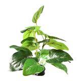 Fluval Samolus Sword 2.75&quot; Plant Ornament I007038