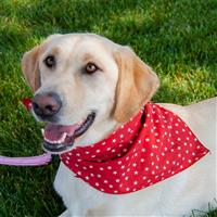 Twinkle Stars Red Pet Triangle  I016640