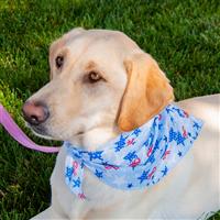 Ribbions  &amp;  Stars Pet Triangle  I016641