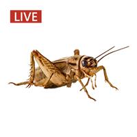 Live Crickets I001313