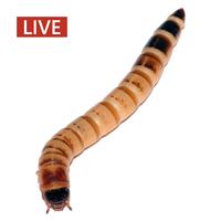 Live Superworms 88113