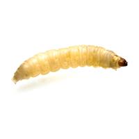 Feeder Waxworms 100ct 88141