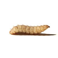 Feeder Solider Fly Lava 100ct F100430