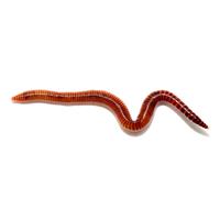 Feeder Redworms F107506