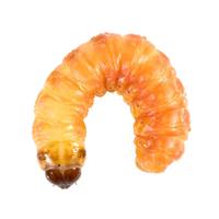Feeder Waxworms 12ct F151008