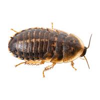 Large Feeder Dubia Roaches Feeder F151577b