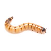 Feeder Superworms 25-36ct F151706