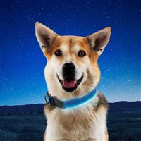 NiteDog LED Rechargeable Collar Small - Blue I022248