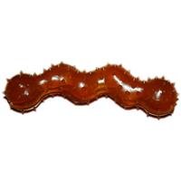 Indipets All Natural Rubber Spikey Snake Dog Toy
