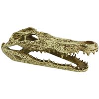 KOMODO ALLIGATOR SKULL I032413