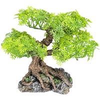 Komodo Small Bonsai Tree I032531
