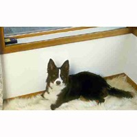 Battery Operated Scat Mat 2486B